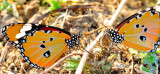 Butterfly Couple