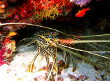 Maledivian Lobster