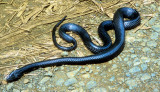 Black Cobra,Naja peroescobari : 1 of Worlds Deadliest Snakes...