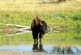 Young Bison Drinking