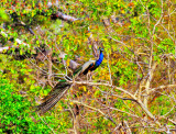 Peacock on Tree