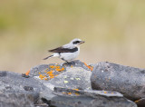 By Store Ekkery, Varanger peninsula, Norway