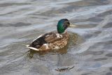 A Mallard