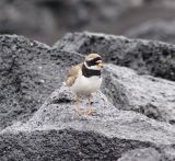 A Ringed Plover