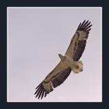 White Belly Fish Eagle