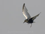 White Winged Tern