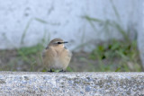 Traquet Motteux / Northern Wheatear