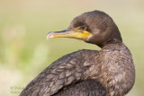 Cormoran �EAigrettes / Double-crested Cormorant