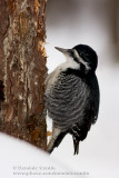 Pic �Edos noir / Black-backed Woodpecker