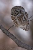 Nyctale de Tengmalm / Boreal Owl