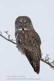 Chouette Lapone / Great Gray Owl