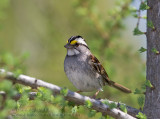 Bruant �EGorge Blanche / White-Throated Sparrow