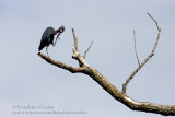 Aigrette Bleue / Little Blue Heron