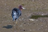 Aigrette Bleue / Little Blue Heron