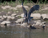 Grand Hron / Great Blue Heron