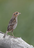 Bruant de Nelson / Nelsons Sharp-tailed Sparrow