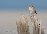Bruant de Nelson / Nelson's Sharp-tailed Sparrow