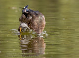 Canard Branchu / Wood Duck