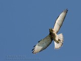 Petite Buse ( juv ) / Broad-winged Hawk ( juv )