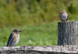 Merlebleu de l'Est  + Bruant Familier / Eastern Bluebird + Chipping Sparrow