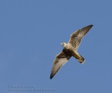 Faucon Plerin / Peregrine Falcon