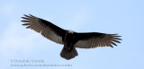Urubu �ETête Rouge ( juv ) / Turkey Vulture ( juv )