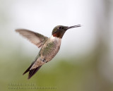 Colibri �EGorge Rubis (m) / Ruby-throated Hummingbird (m)