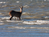 Cerf de Virginie / White-tailed deer