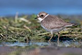 Pluvier semipalmE /  Semipalmated Plover