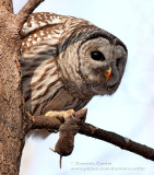 Chouette Raye / Barred Owl