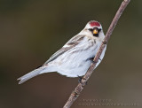 Sizerin blanchâtre / Hoary Redpoll