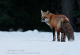 Renard roux / Red fox