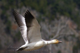 Oies des Neiges / Snow Geese