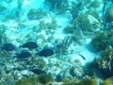 Smithsonian Caye Stann Creek District Belize_2-13-2009 18.JPG