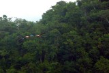 Scarlet Macaws - Red Bank - Stann Creek District Belize_2-11-2009 14.JPG