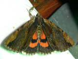 8857 -- Ultronia Underwing Moth -- Catocala ultronia Athol Ma 8-18-2009.JPG