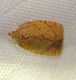 3720 – Cenopis reticulatana – Reticulated Fruitworm Moth Mothball 6-2010.JPG