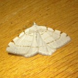 6273 -- Lesser Maple Spanworm Moth -- Itame pustolaria Mothball 6-19-2010.JPG