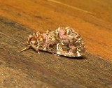 9631 -- Pink-shaded Fern Moth -- Callopistria mollissima JPG.jpg