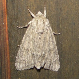 9200 -- American Dagger Moth -- Acronicta americana Athol 7-11-2010.JPG