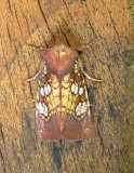 9486 Papaipema birdi Athol Ma 9-1-2010 1.JPG