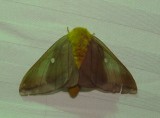7719 – Anisota senatoria Orange-tipped Oakworm Moth Athol Ma 6-5-2010 2.JPG