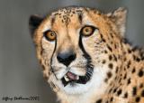 Cheeta Up Close