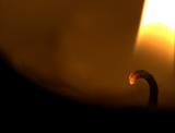 Fired up - by Muthu