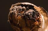 Nasty Cig by Jason