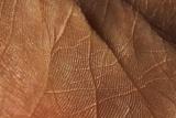 <b>HM3</b><br>Palm by coleviolin