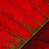 Poinsettia - Apolooza