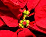 Pointsettia by Sinnettc