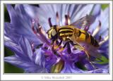 Hooverfly - Mousehill