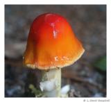 ScarletWaxyCap by Scott